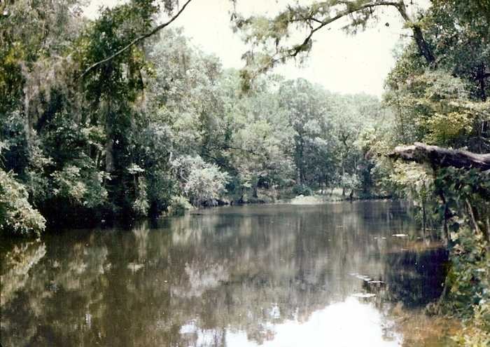 Ecosystem of the Steinhatchee River