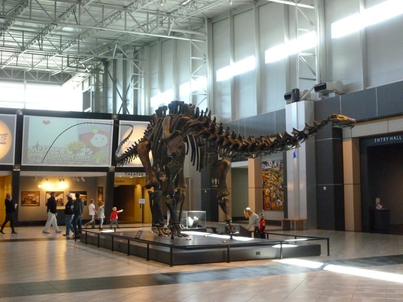 The apatosaurus skeleton