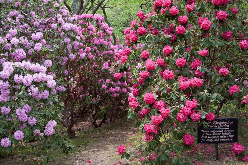 Some of the Rhododendrons