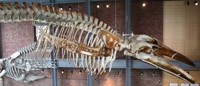 Kobo (King Of the Blue Ocean)
. 
It is the skeleton of a 66-foot (20.02m), rare, juvenile Blue whale, acquired by the Museum in March 1998