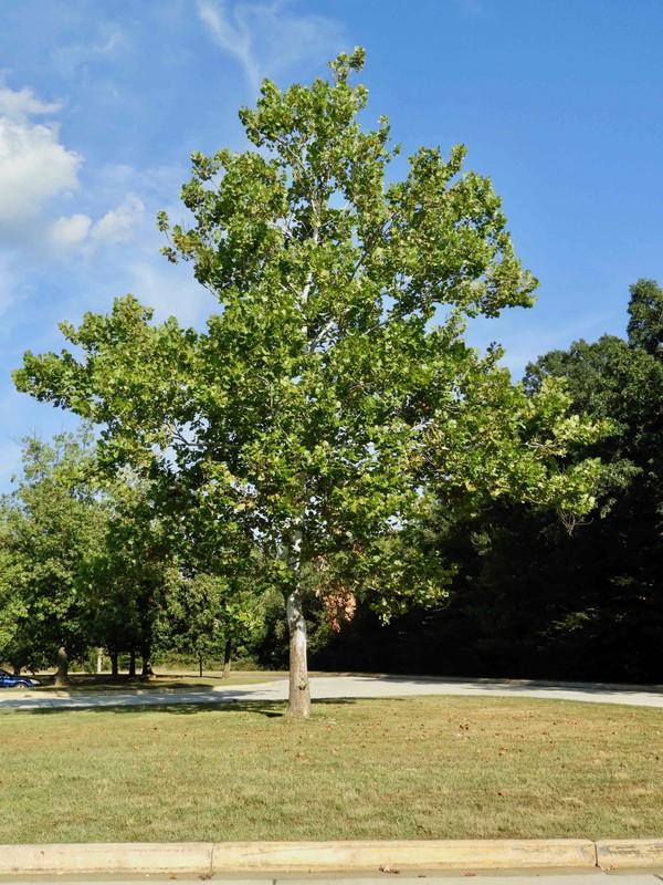 Moon tree at Goddard Space Flight Center by Ron Zeller, courtesy of NASA (reproduced under Fair Use)