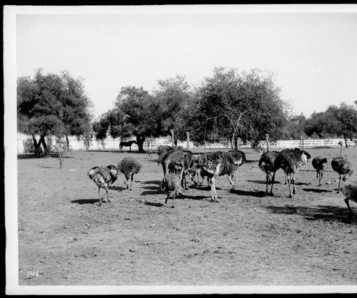 Cawston's Farm in 1903 (www.image-archeology.com)