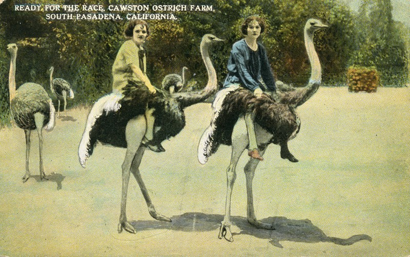 Having one's picture taken riding ostriches (www.image-archeology.com)