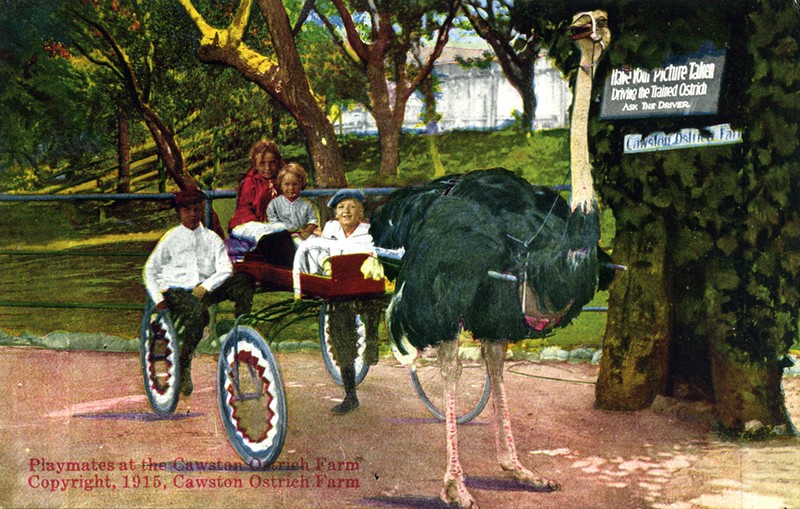 Riding an ostrich-driven carriage in Cawston's Farm (www.image-archeology.com)