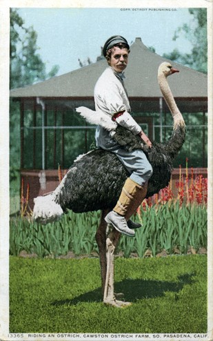 Many of the ostriches upon which people sat for their photographs were, in fact, stuffed - otherwise they would surely have given a few of the visitors a painful peck (www.image-archeology.com)