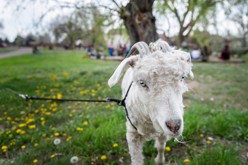 A Freshly Shorn Pearl on a walk in the Park