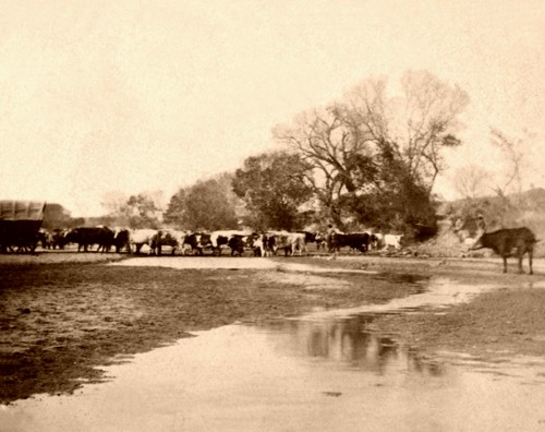 Cows along the Smoky Hill River in Ellsworth, Kansas. 1867