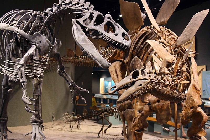 These skeletons are on display in the Prehistoric Journey exhibit, which explores the evolution of life on earth.