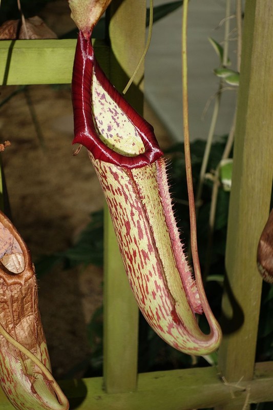 Close up of a Nepenthes 'Miranda' pitcher