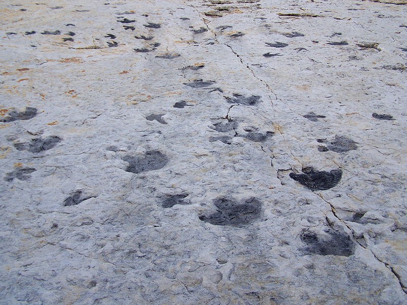 Tracks at Dinosaur Ridge.