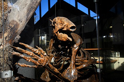 Giant sloth skeleton on display.