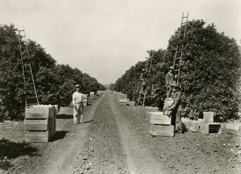 Workers harvesting oranges in earlier times.