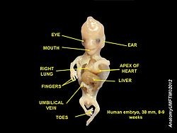 Diagram of a human embryo