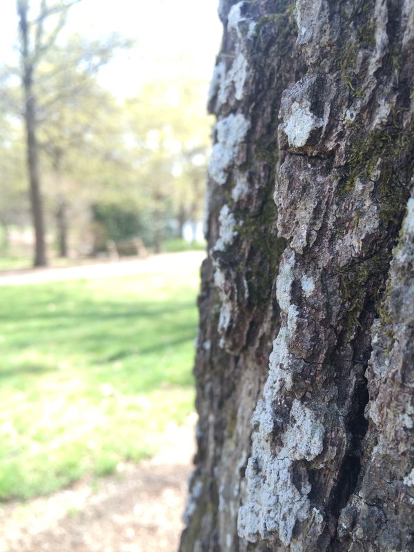 Meredith is a campus full of oak trees and located in the City of Oaks (Raleigh, NC). On the undergraduate college ring from Meredith two oak leaves are engraved on each side of the ring.
