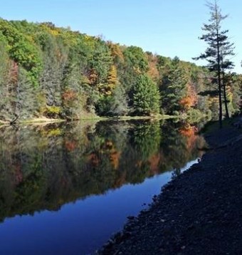 View of the lush trees that shade Seneca State Forest