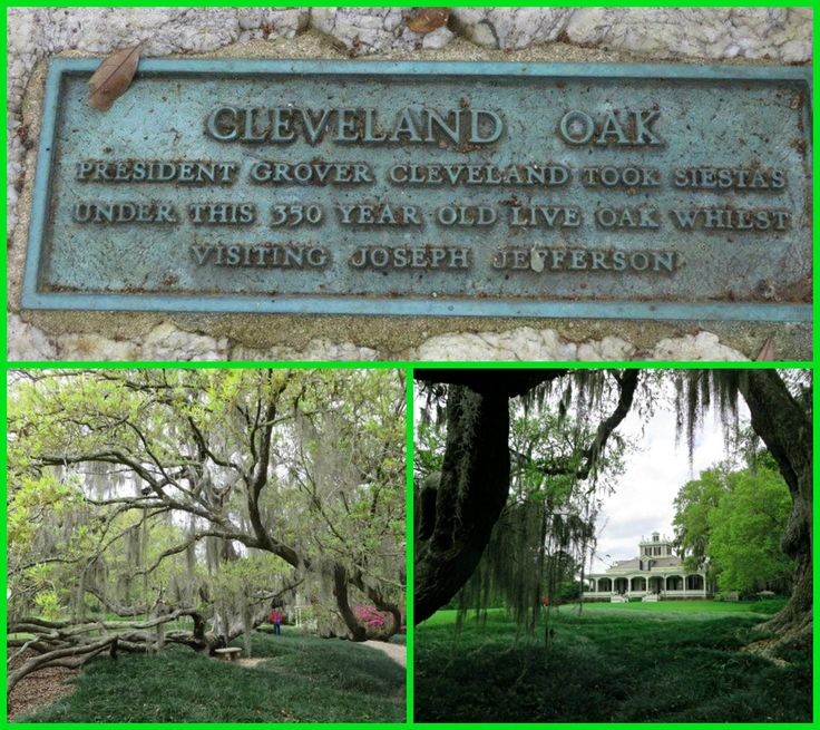 The Cleveland Oak at Jefferson Island.