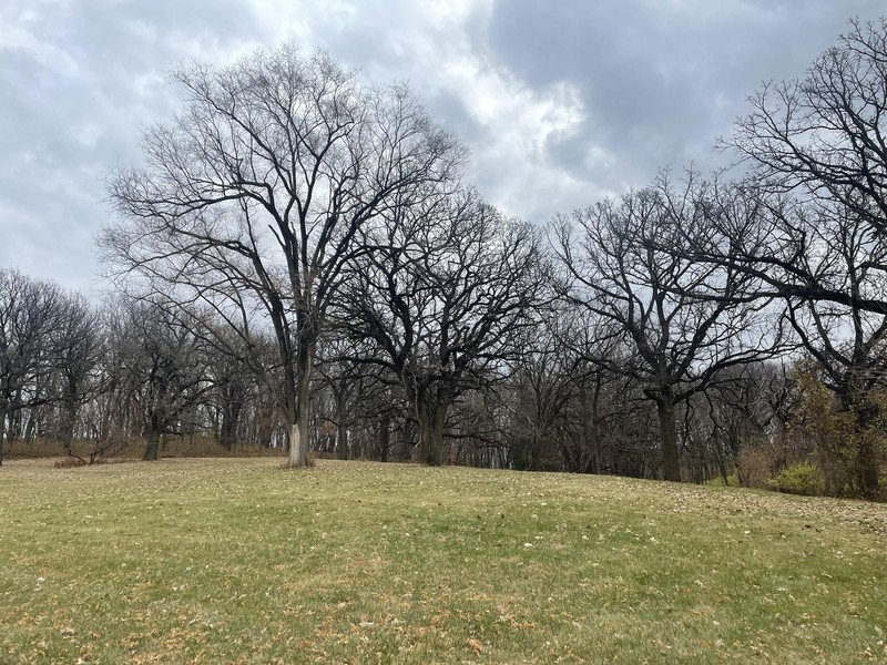 Landscape, grass, trees