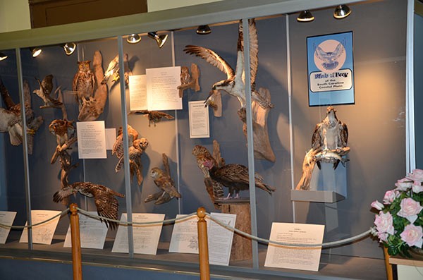 The museum has many mounted animals on display