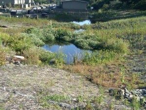 Restored ponds at the spring (image from Golden Gate Audubon Society)