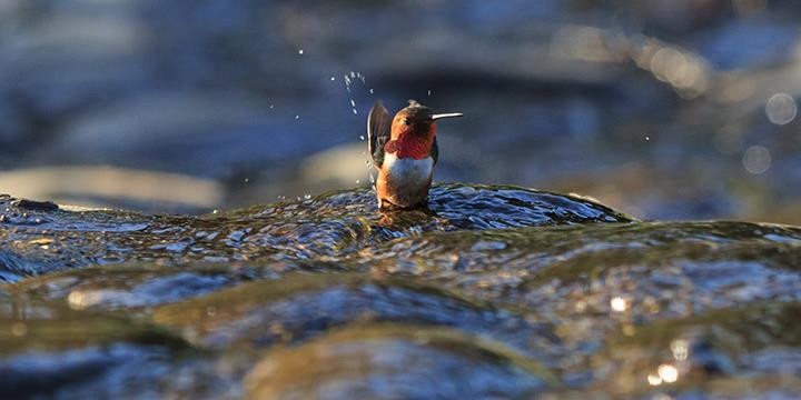 Hummingbird bathing at El Polín Spring (image from Golden Gate Audubon Society)