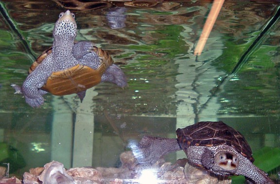 A couple of turtles at the museum
