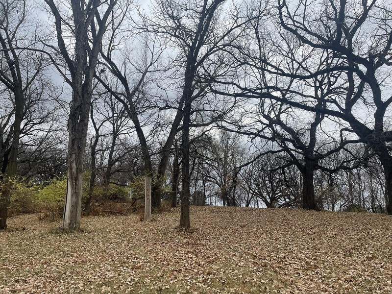 Trees, natural landscape, leaves