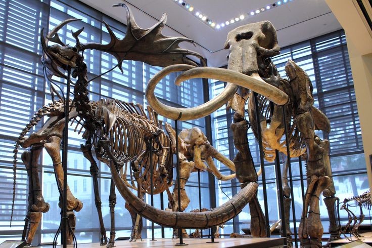 Irish elk and mastodon skeletons (or is that a mammoth?)