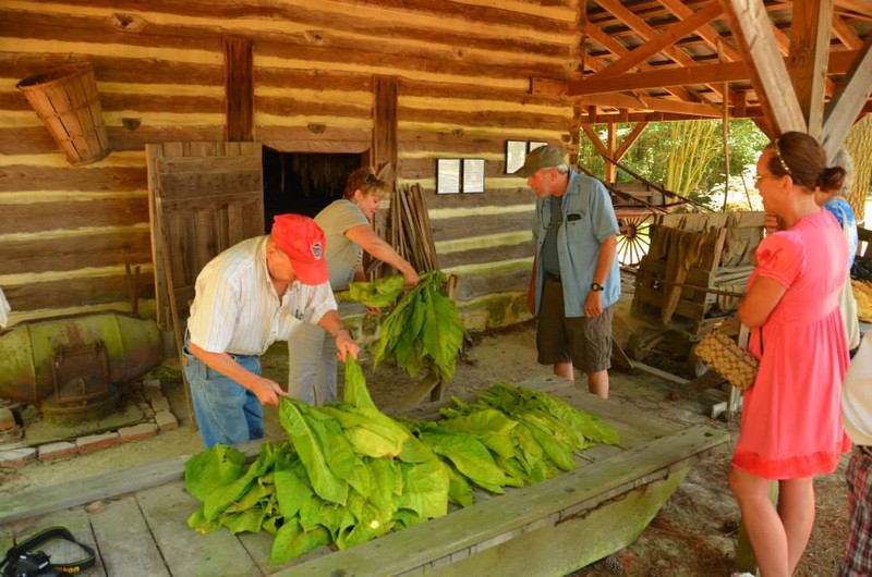 Tobacco Farm Life Museum's annual tobacco stringing and hanging.