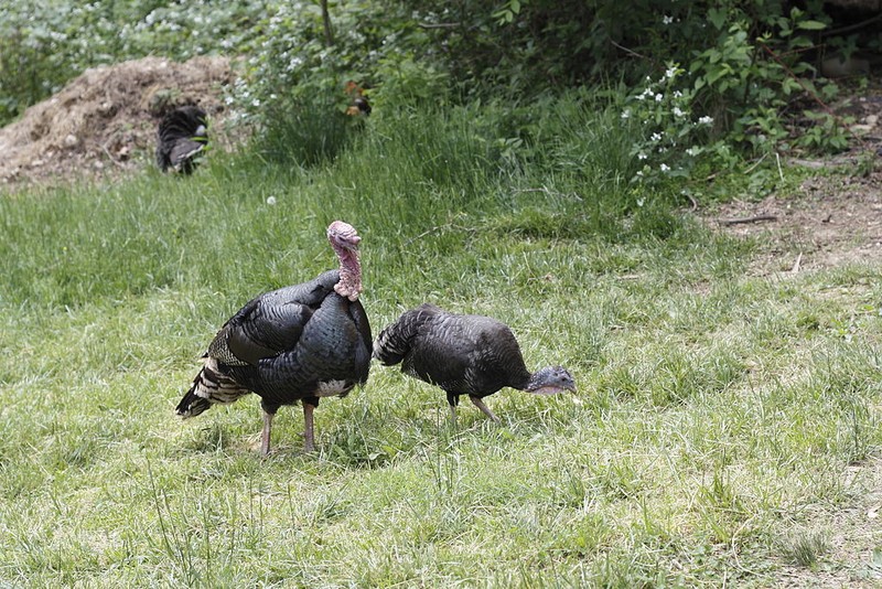 Male and female turkeys bred at the farm