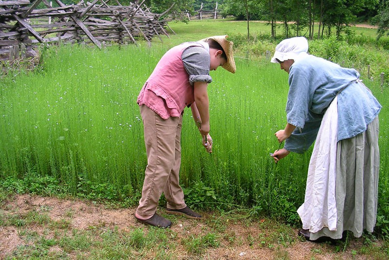 Volunteers in traditional garb growing crops