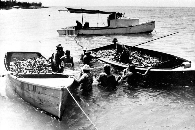 Cortez fishermen load their skiffs with mullet in the 1950s. 