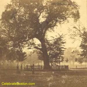 Boston Common's Great Elm (image from Celebrate Boston)