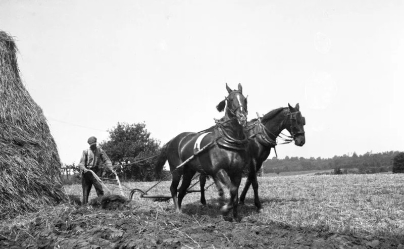 Working horses at Belmont