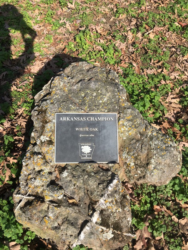 The massive council oak is an Arkansas Champion tree.