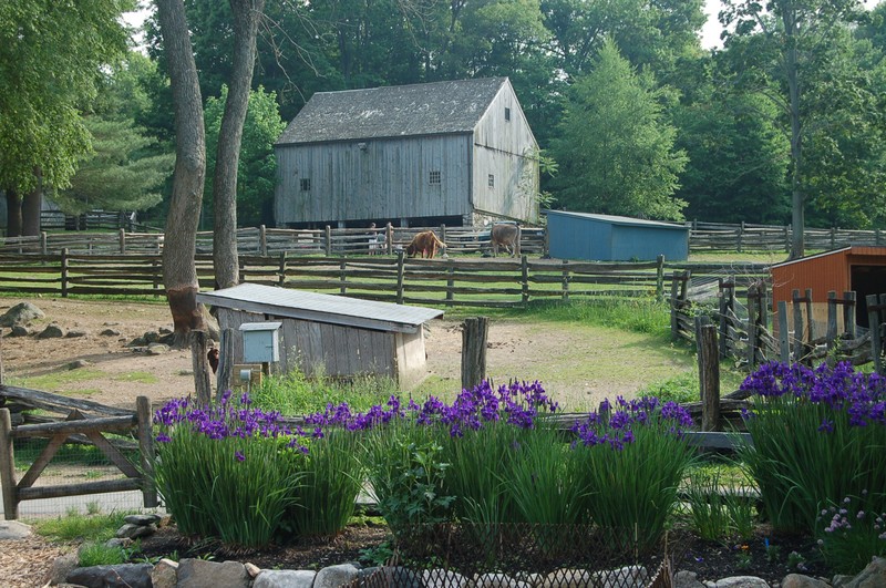 Cheshire Barn on the Heckscher Farm