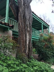 Black Locust