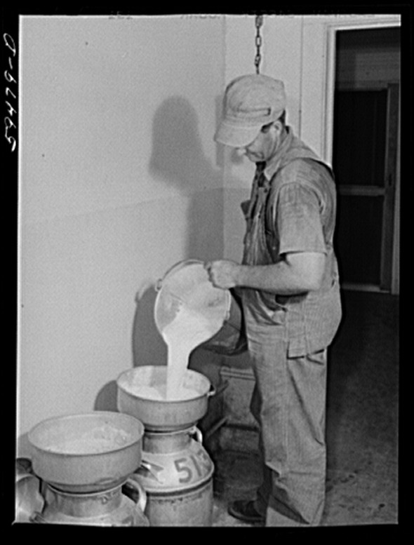 An employee of Two River pouring milk into a canister to be processed and pasturized.