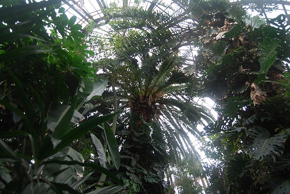 View inside the Palm House dome