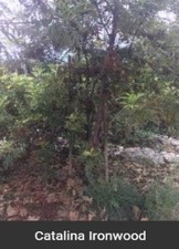 Plant, Terrestrial plant, Natural landscape, Tree