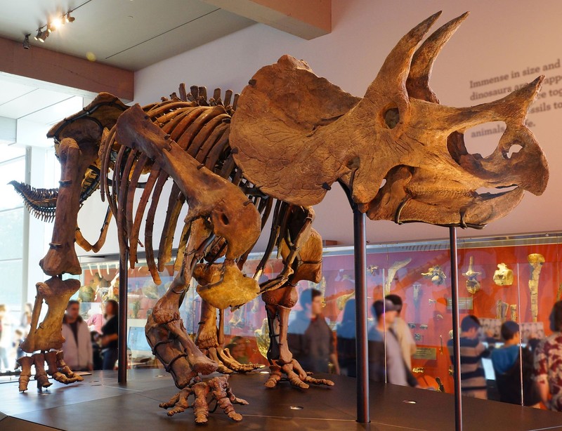 This triceratops skeleton is one of numerous dinosaurs on display at the museum.