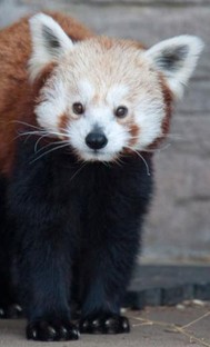 A red panda at the Denver Zoo (image from the Denver Zoo)