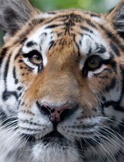 Amur Tiger at the Denver Zoo (image from the Denver Zoo)