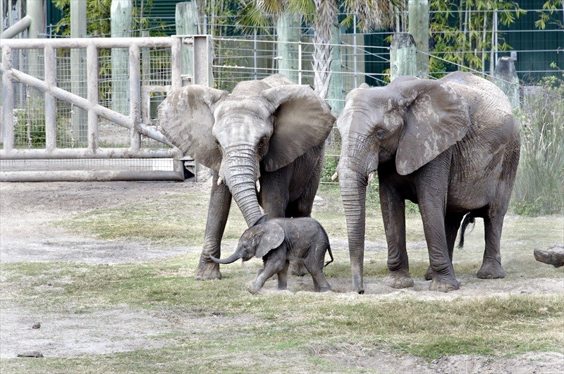 Elephants at the zoo