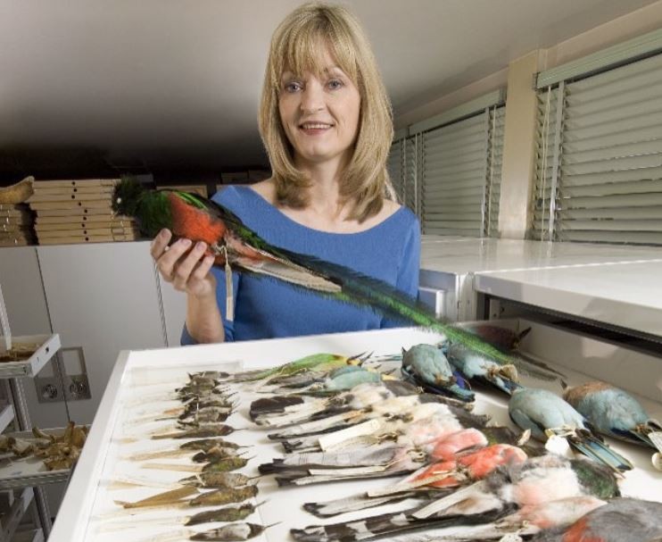 A curator with some of the museum's ornithological collection 