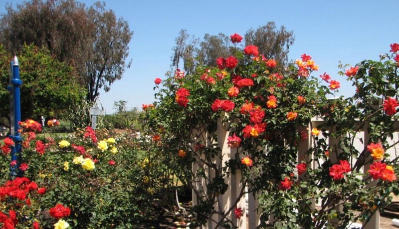 Flower, Sky, Plant, Plant community