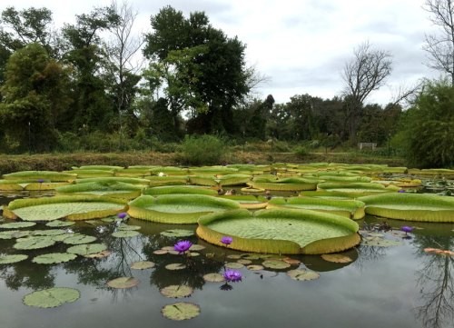 Lily pads at the Aquatic Gardens. Visible overcast skyline with trees in background. Foreground features large lily pads, purple flowers on pond. 