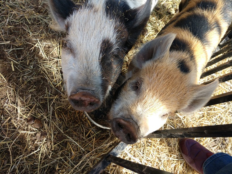 Nose, Domestic pig, Snout, Suidae