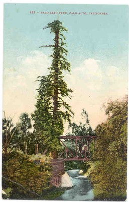 This image of the famous tree in 1910 shows it suffering as a result of soot from coal-powered trains.