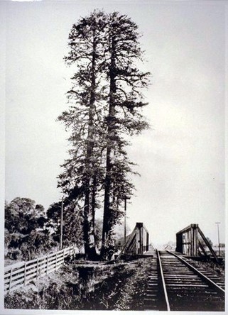 This image of the tree in 1875 shows what it looked like when it had two trunks. After the second trunk perished, naturalists were able to determine the tree was 960 years old by counting its rings.