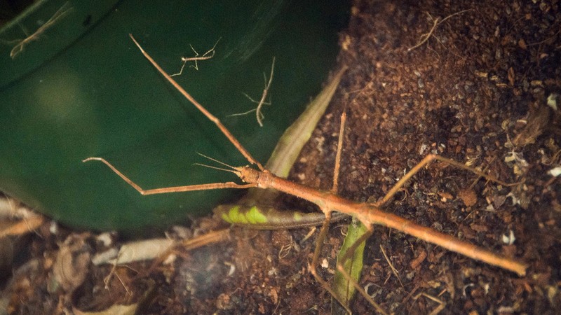 A stick insect from the Insect Village exhibit (image from the Pacific Science Center)